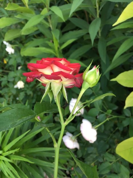 A2FB76D9-C9BE-4C8E-A831-54D8920FDB4B - Trandafiri mini