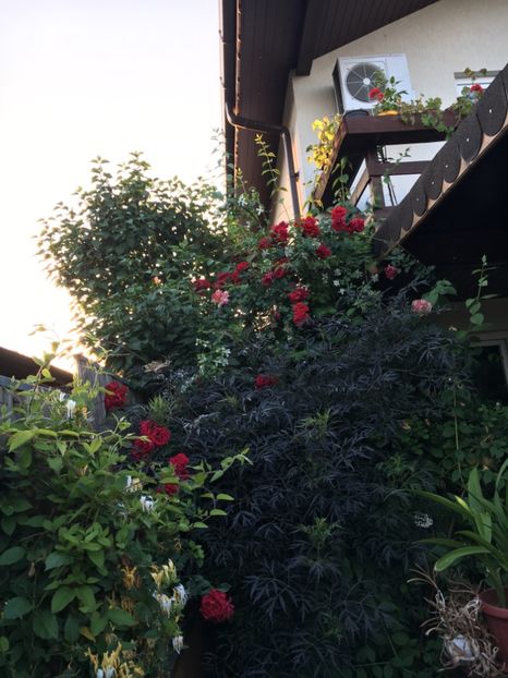 85BC8ED1-D161-4BEA-9A6C-073A99D358D3 - Trandafiri 2018