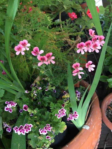 1DA3234B-F025-456F-9280-5ED1229F199C - Muscate curgatoare