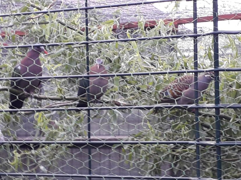  - TURTURELELE ARIPA VERDE