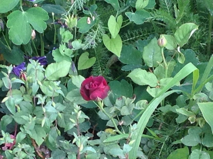  - Astrid Grafin Von Hardenberg