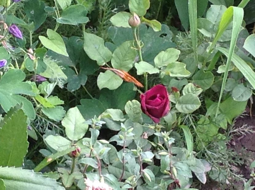  - Astrid Grafin Von Hardenberg