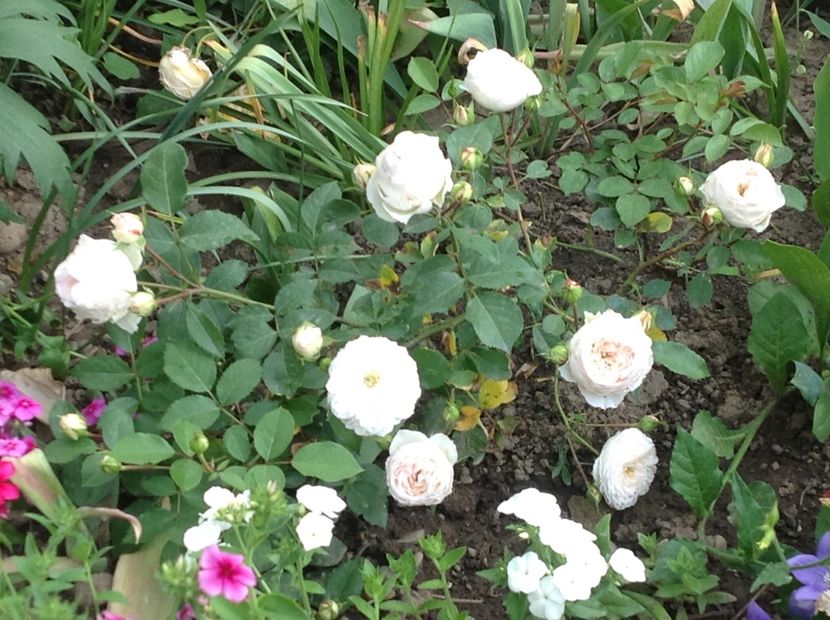  - Stephanie Baronin Zu Guttemberg