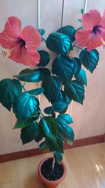 Rosu simplu - Hibiscus 2018