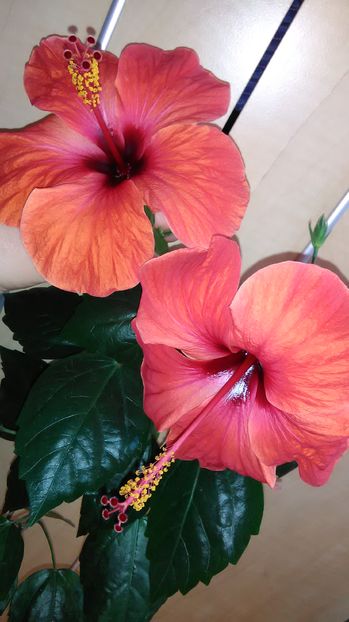 Rosu simplu - Hibiscus 2018