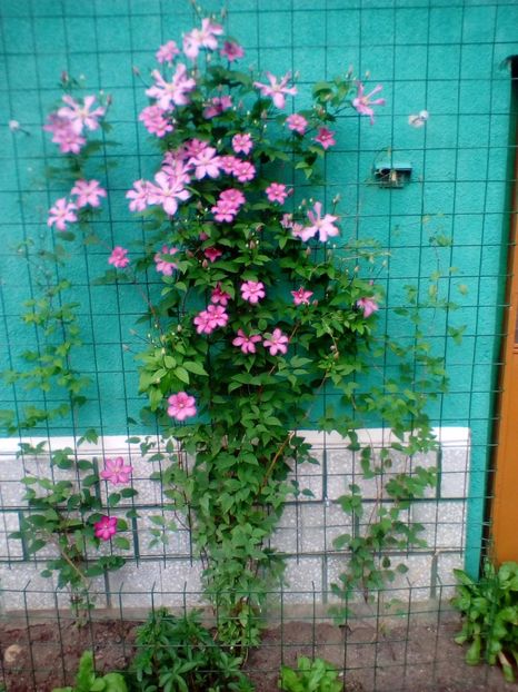 25 05 2018 - Comtesse de Bouchaud