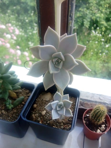  - Graptoveria