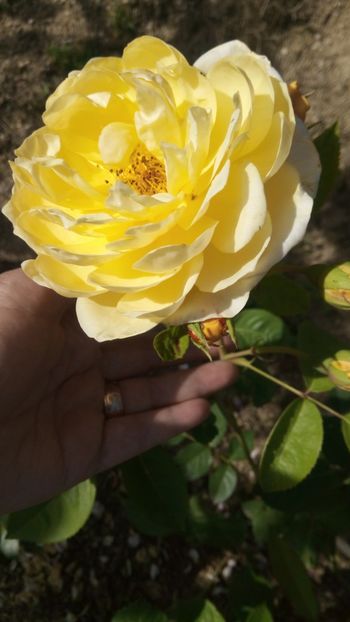  - Golden celebration