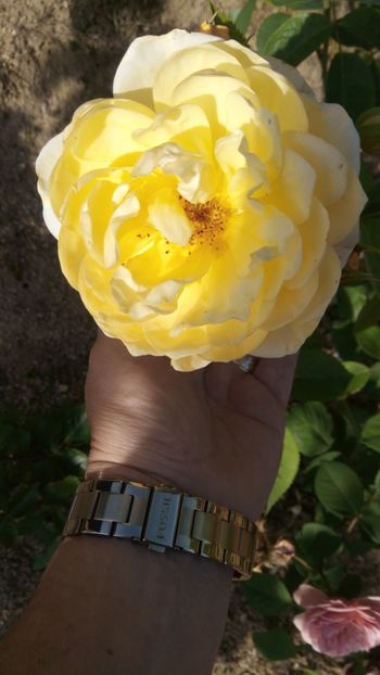  - Golden celebration