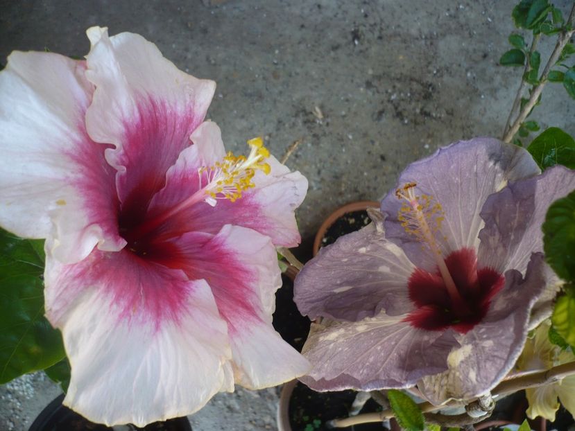 P1370438 - HIBISCUSI 2018-2