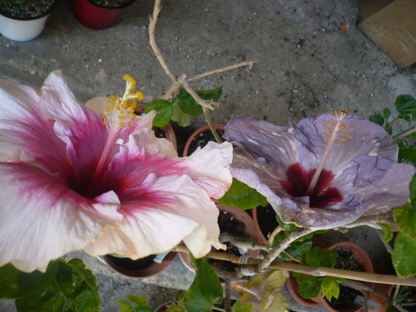 P1370440 - HIBISCUSI 2018-2