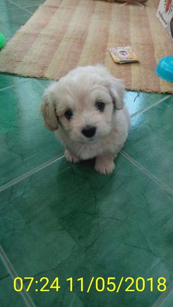 received_1655790024542369 - Caini bichoni havanese