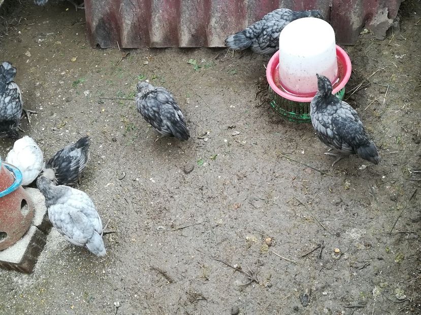  - Găini australorp - pui