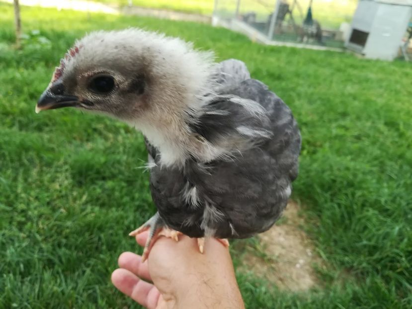  - Găini australorp - pui