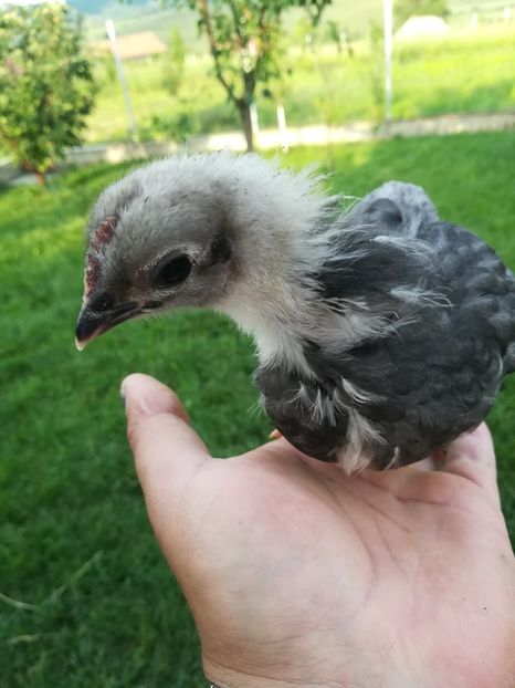  - Găini australorp - pui