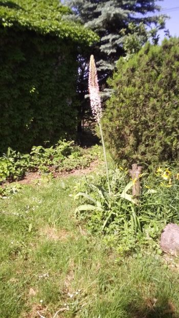  - Gradina 2018