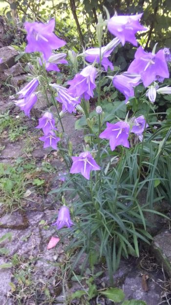  - Gradina 2018