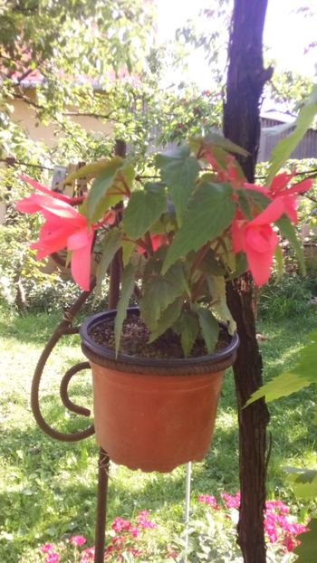  - Gradina 2018