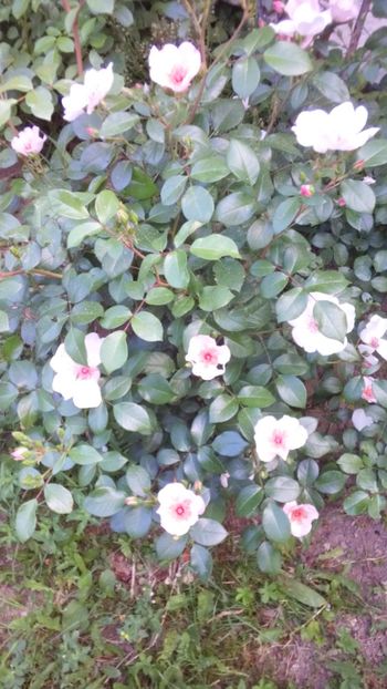 Astronomia - Trandafiri 2018