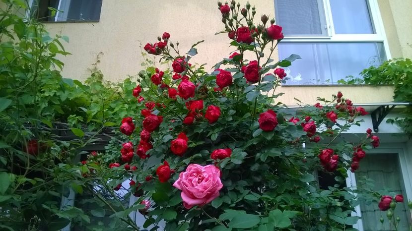 Florentina, 25.05.2018 - Grădina 2018