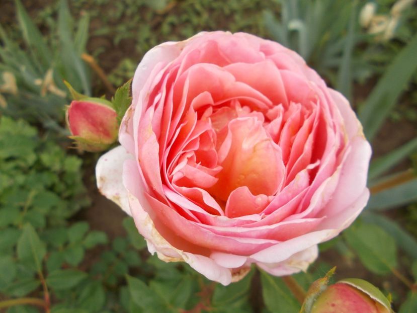  - Abraham Darby