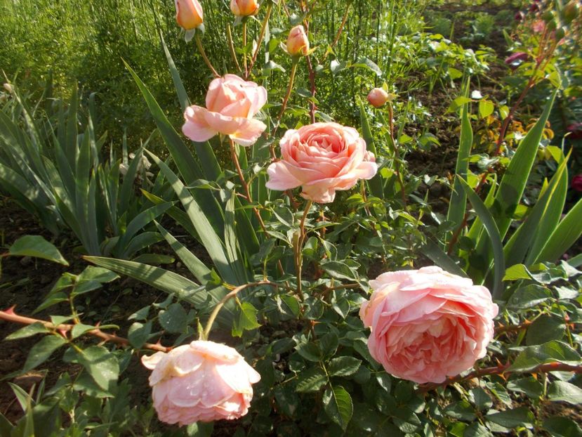  - Abraham Darby