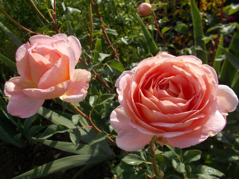  - Abraham Darby