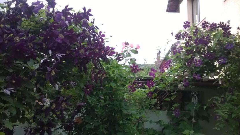  - Grădina 2018