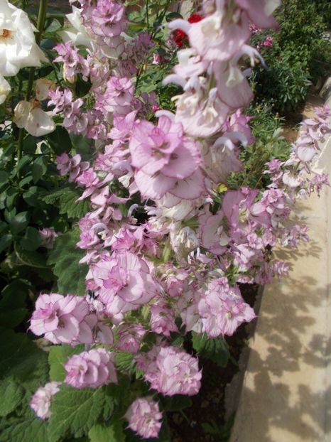  - 2018 Flori de gradina