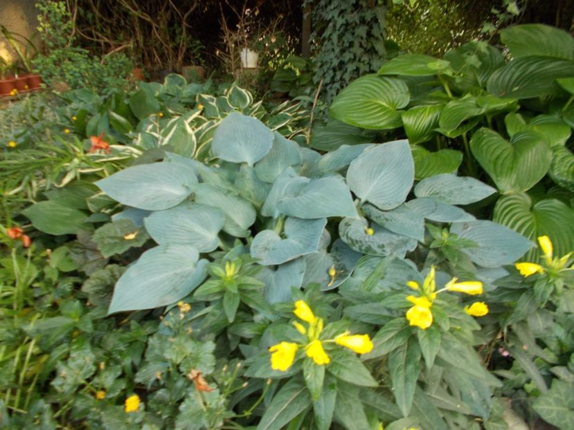  - 2018 Flori de gradina