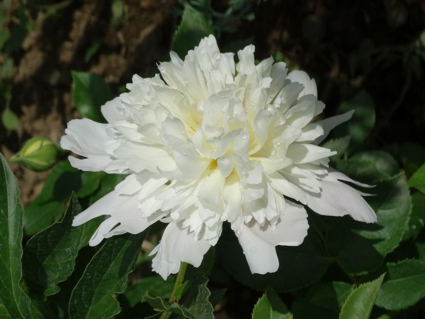  - Plante in gradina 2018