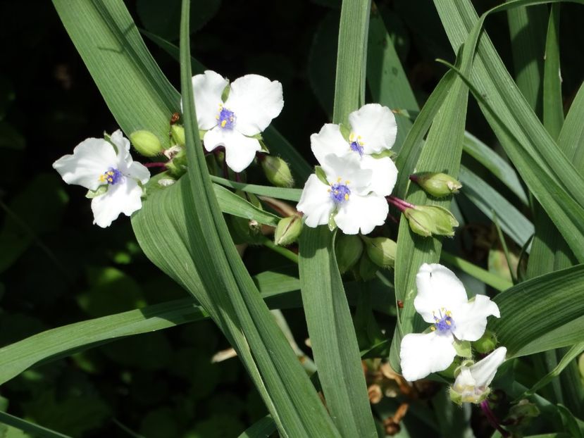  - Plante in gradina 2018