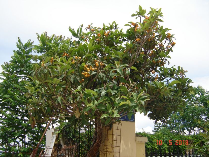  - 2018 mai Atena camera