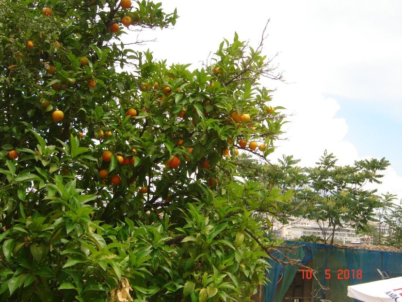  - 2018 mai Atena camera