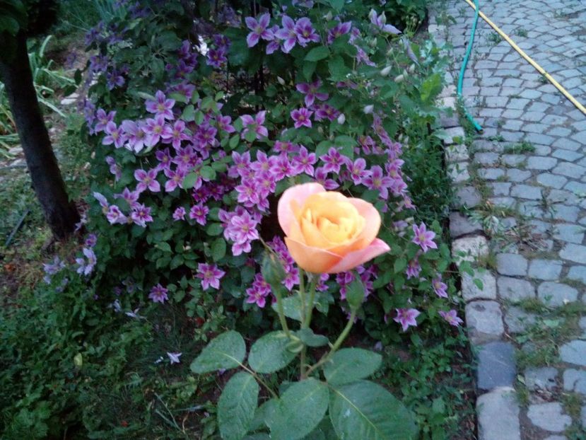  - Remy Martin- Cel mai frumos!