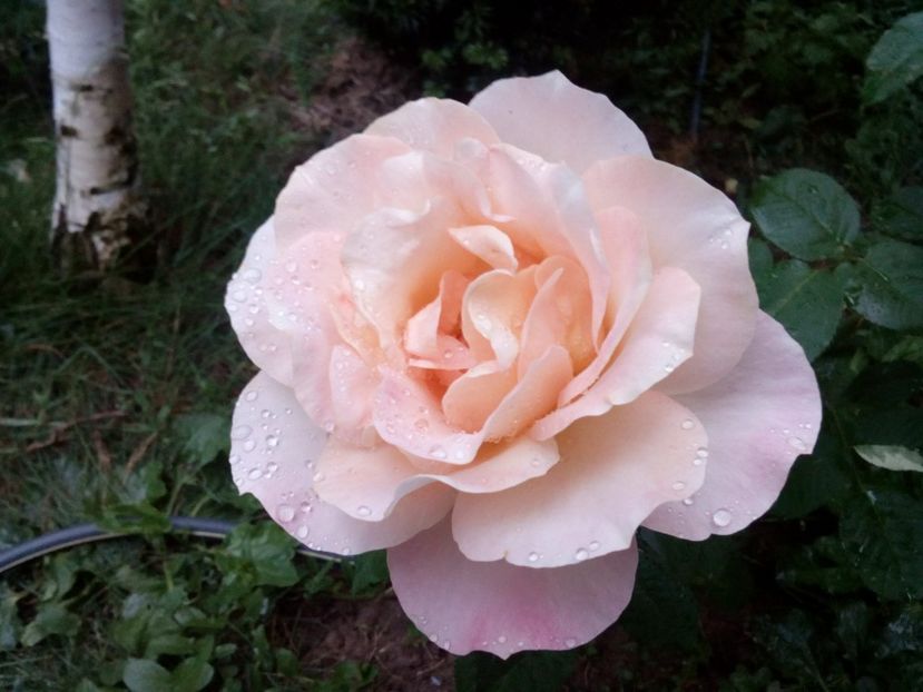  - Remy Martin- Cel mai frumos!