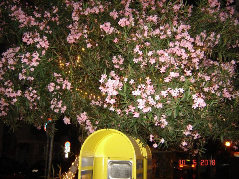  - 2018 mai Atena camera