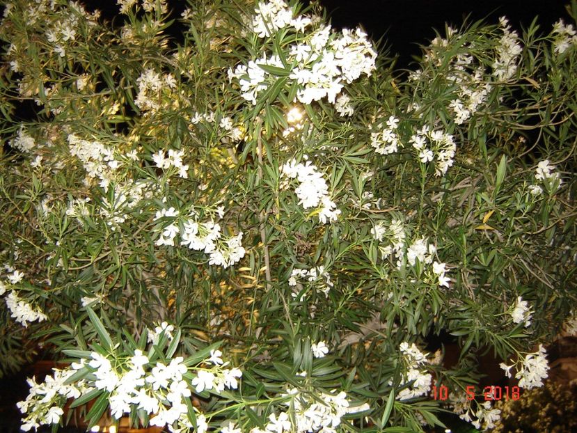  - 2018 mai Atena camera