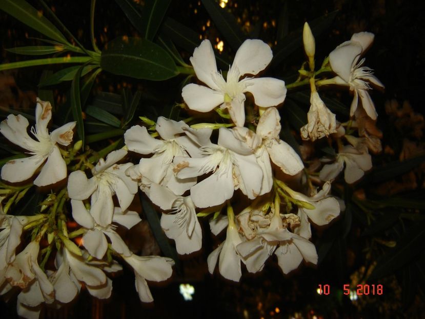  - 2018 mai Atena camera