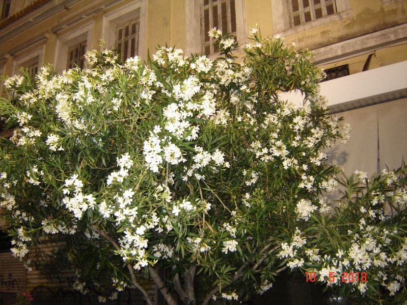  - 2018 mai Atena camera