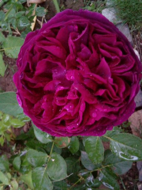  - Englezesc neidentificat