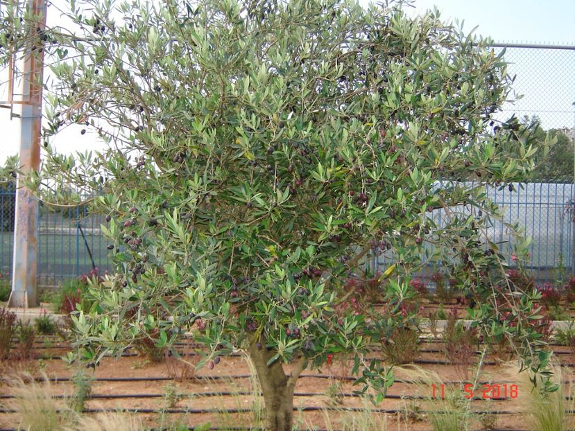  - 2018 mai Atena camera