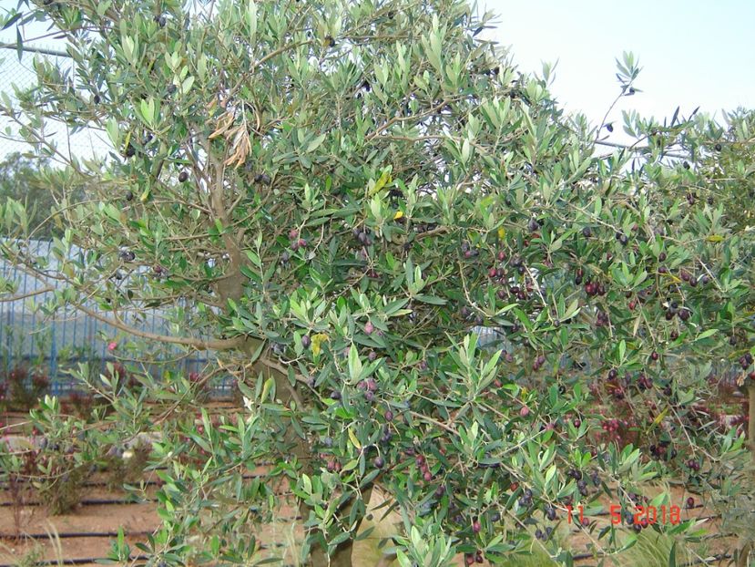  - 2018 mai Atena camera