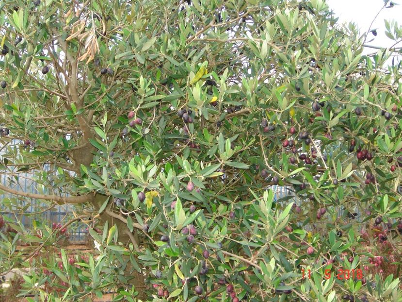  - 2018 mai Atena camera