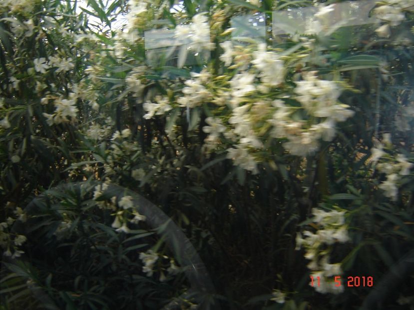  - 2018 mai Atena camera