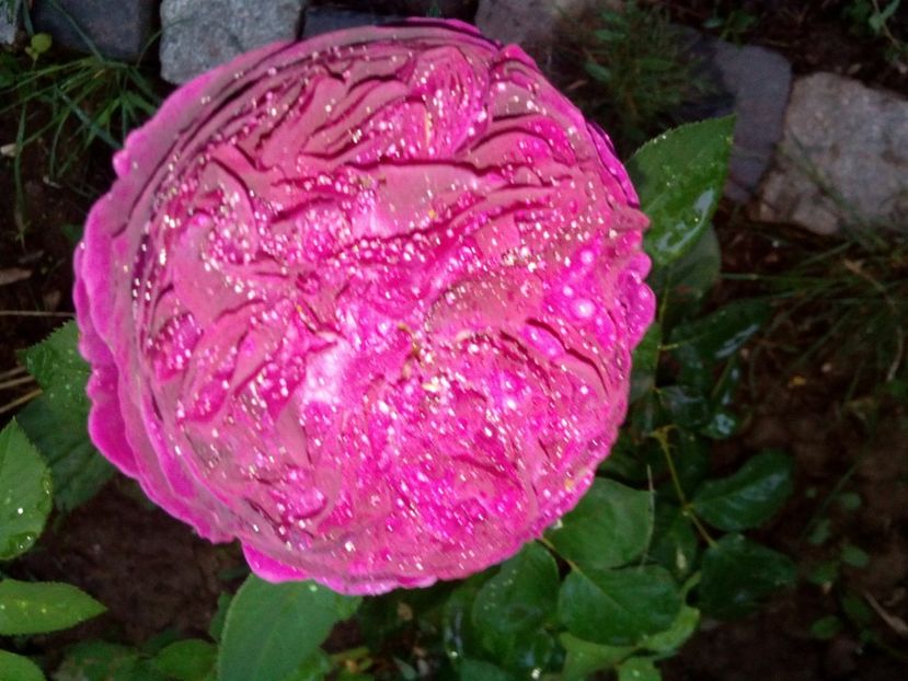  - Englezesc neidentificat