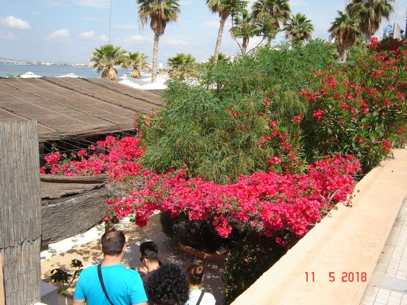  - 2018 mai Atena camera