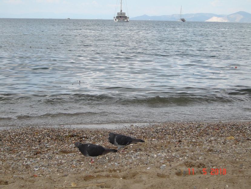  - 2018 mai Atena camera