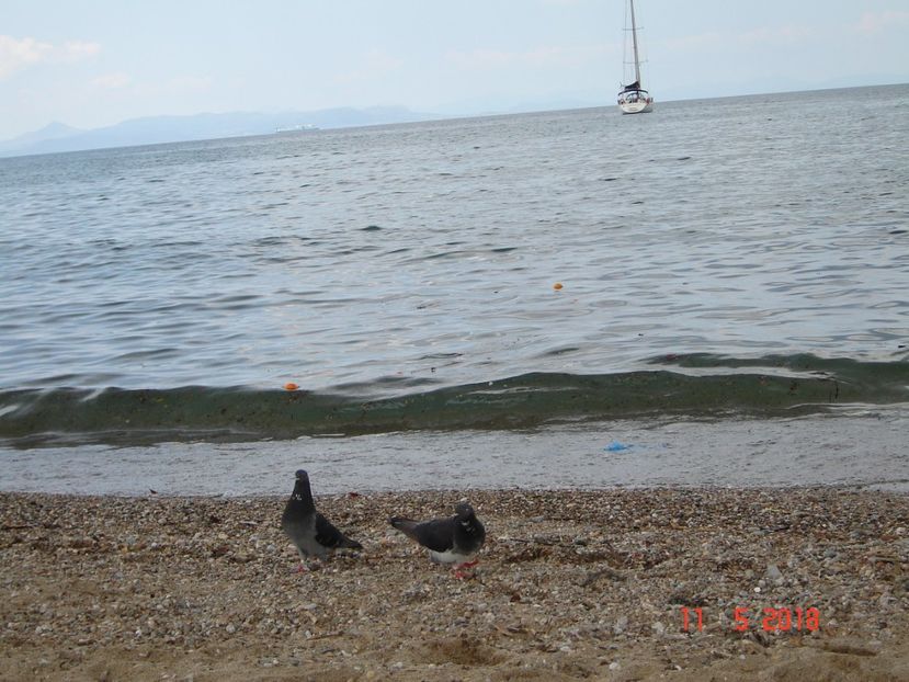  - 2018 mai Atena camera