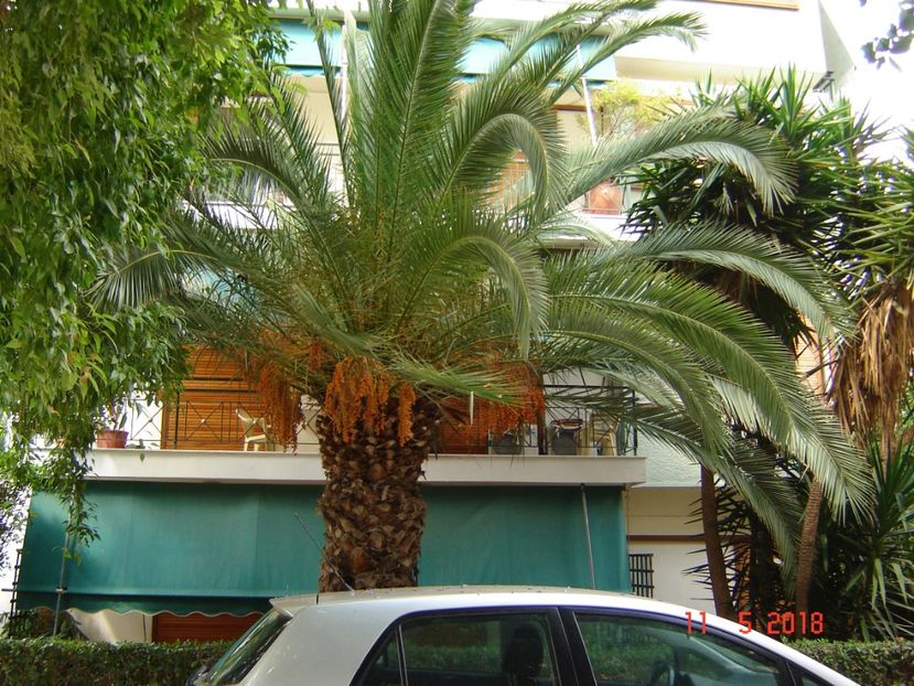  - 2018 mai Atena camera